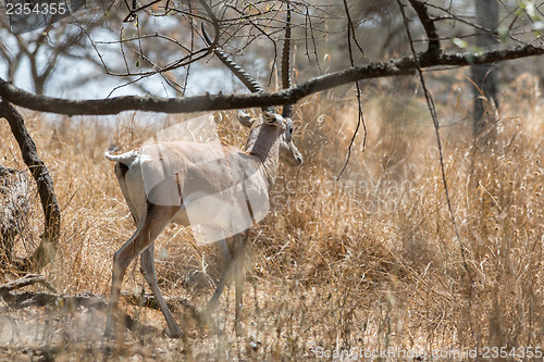 Image of Grant's gazelle