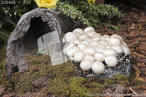 Image of Mushrooms and Log