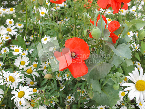 Image of Papaver flower