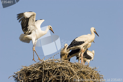 Image of Young storks