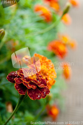 Image of orange marigold flowers