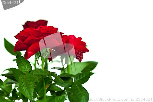 Image of red roses 