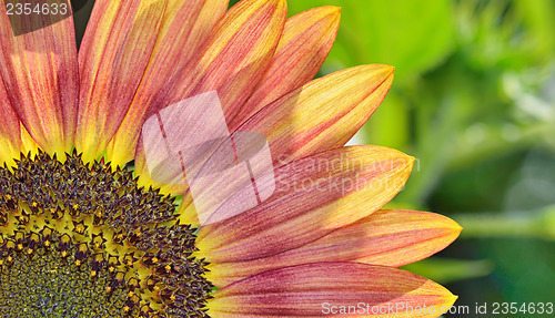 Image of yellow and red sunflower