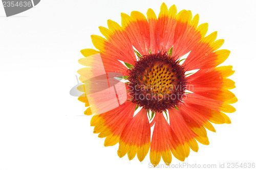 Image of Gaillardia aristata