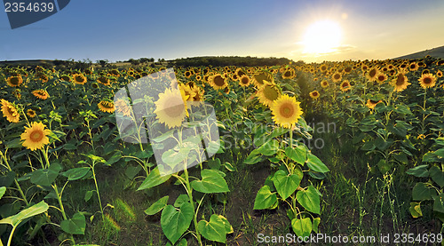 Image of sunflower field