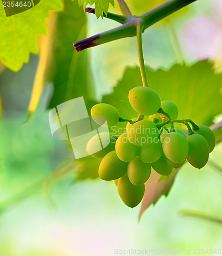 Image of unripe grape in vineyard