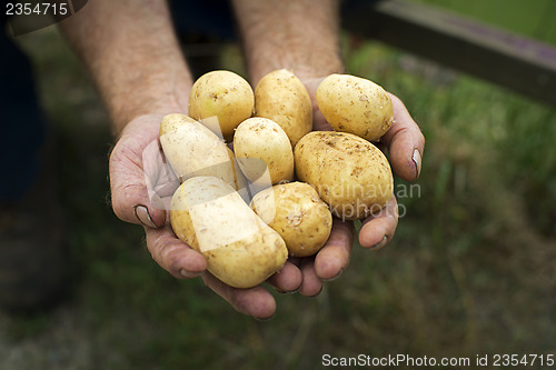 Image of Potato