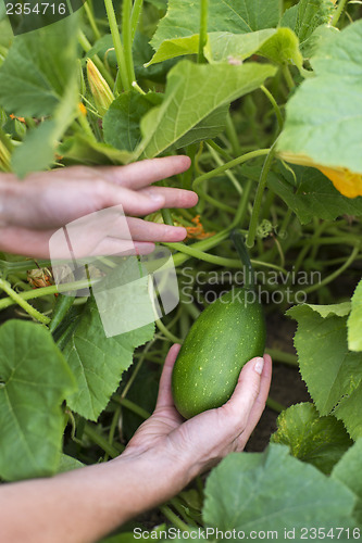 Image of Pumpkin