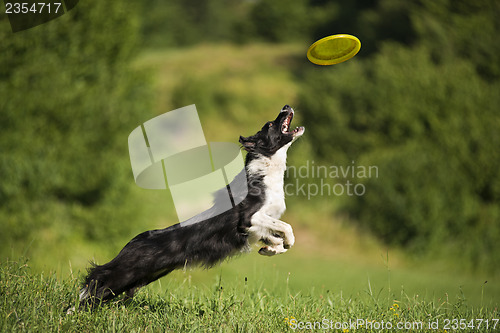 Image of Border collie
