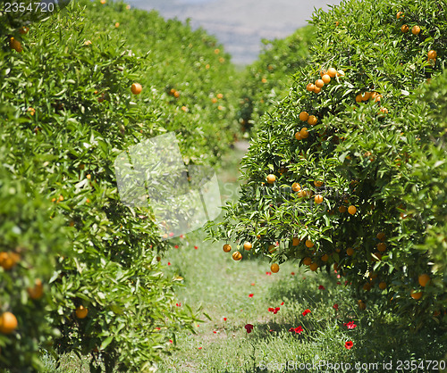 Image of Orange tree