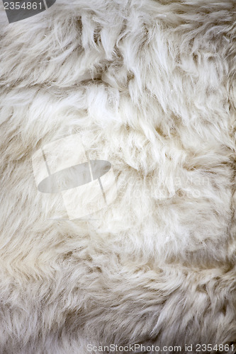 Image of White sheep fur texture