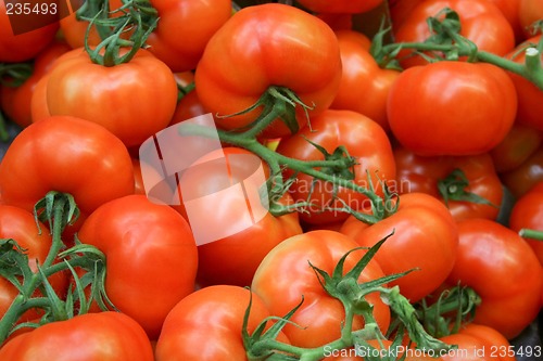 Image of Tomato