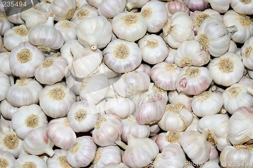 Image of Whole garlic