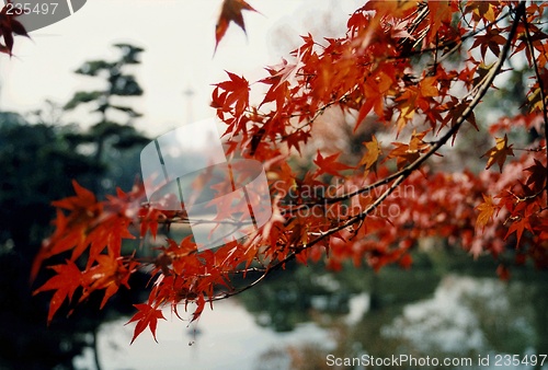 Image of maple tree