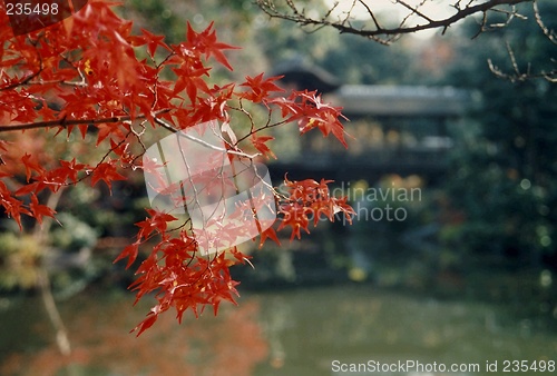 Image of maple tree