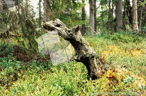 Image of dead log