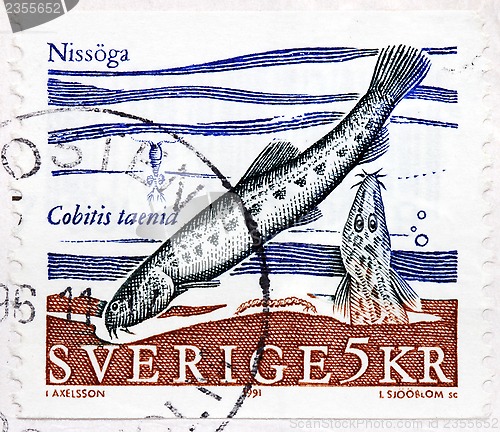 Image of Spined Loach Stamp