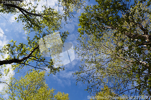 Image of The sky with clouds through the green foliage of trees