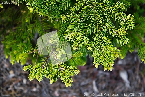 Image of Fir branch close-up