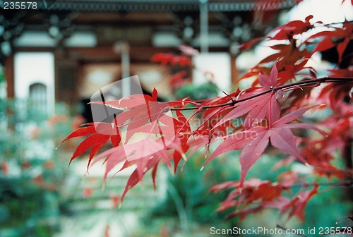 Image of maple leaf