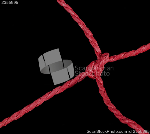 Image of red knot