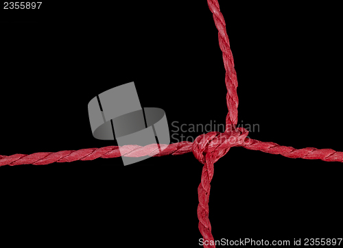 Image of red knot
