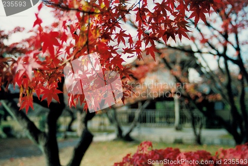 Image of maple leaf