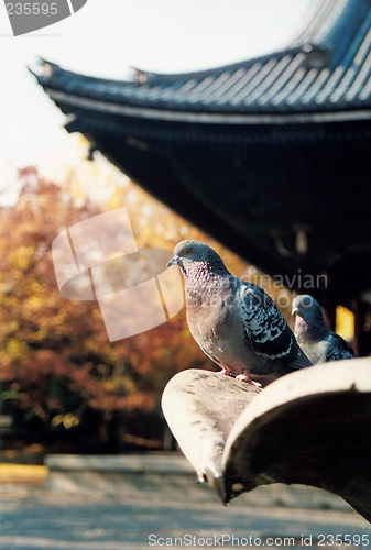 Image of doves