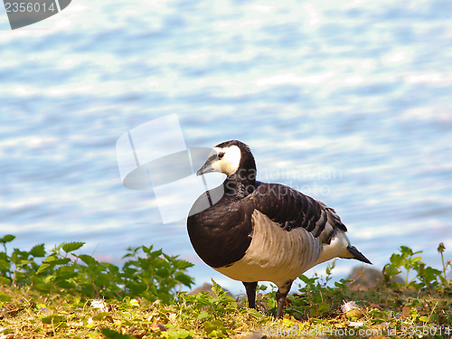 Image of Barnacle goose