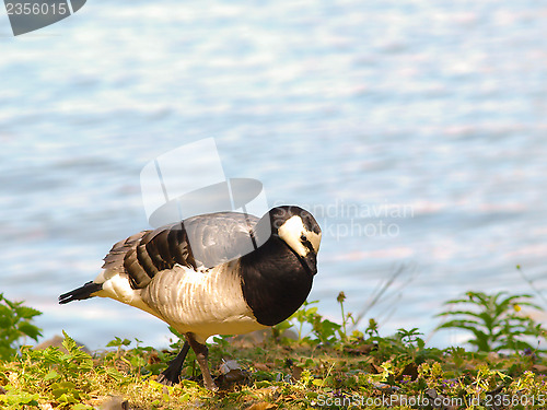 Image of Barnacle goose