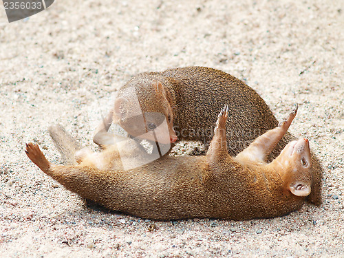 Image of Dwarf mongoose