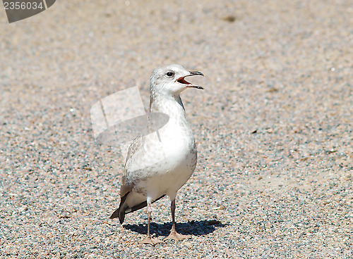 Image of Seagull calling parents