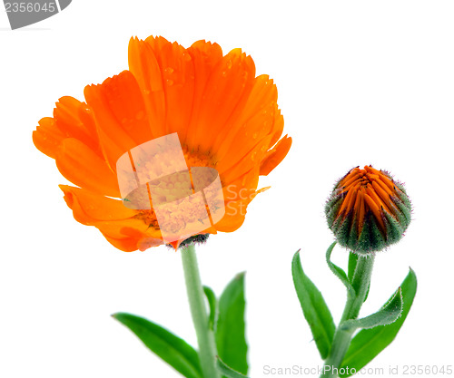 Image of herb marigold calendula folk medicine white 