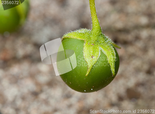 Image of Potato berry fetus closeup  