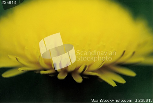 Image of dandelion