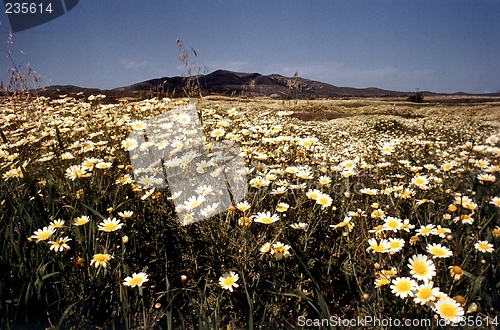 Image of marguerite