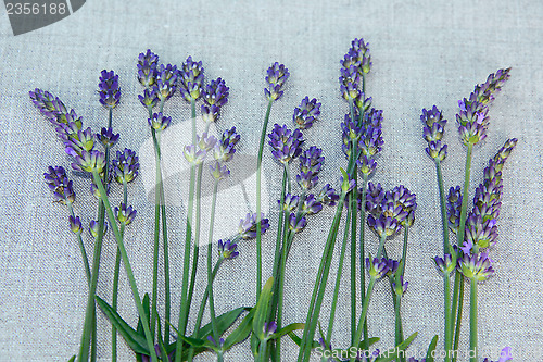 Image of Drying lavender