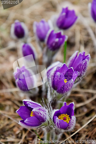 Image of snowdrop or pasqueflower or wind-flower in nature