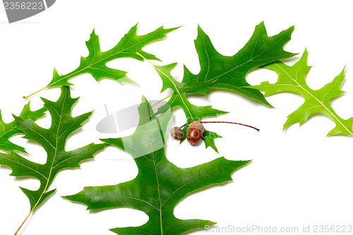 Image of Green leafs of oak (Quercus palustris) and acorns