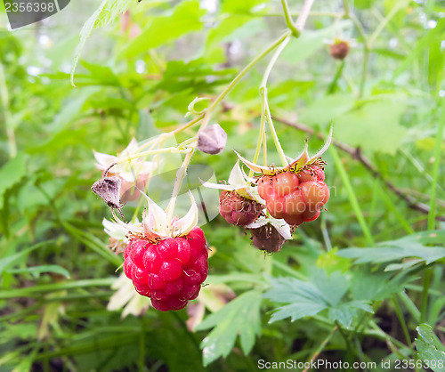 Image of Raspberry on bush