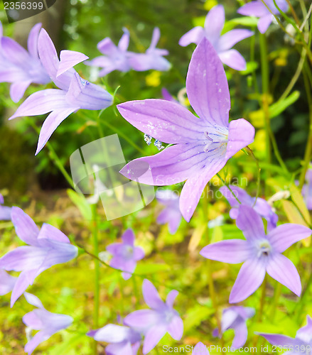 Image of Violet flower