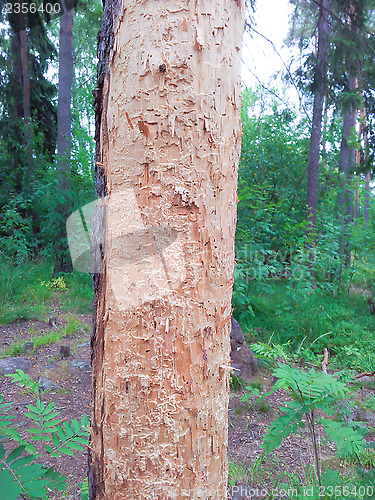 Image of Tree eaten by termites