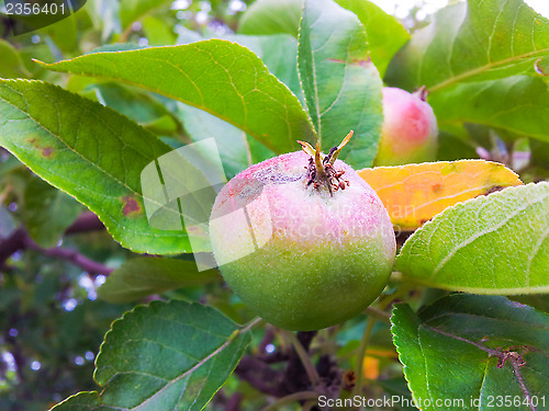 Image of Little apple on tree