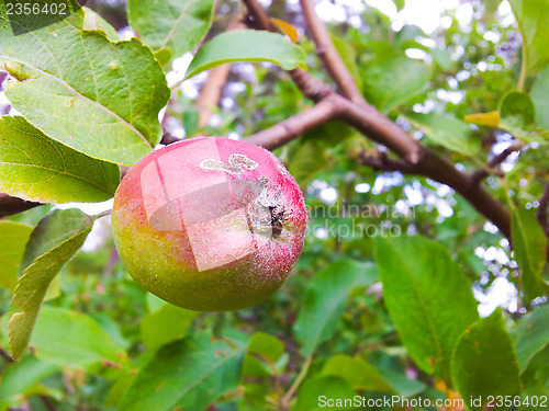 Image of Little apple on tree