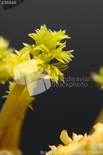 Image of carrot sprouts