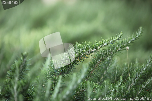 Image of Evergreen pine tree needles