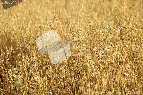 Image of Golden wheat growing in a field