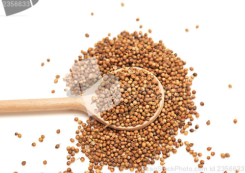 Image of coriander