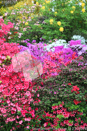 Image of Vibrant display of purple, white and red azaleas