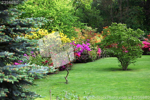 Image of Colourful flowering shrubs in a spring garden